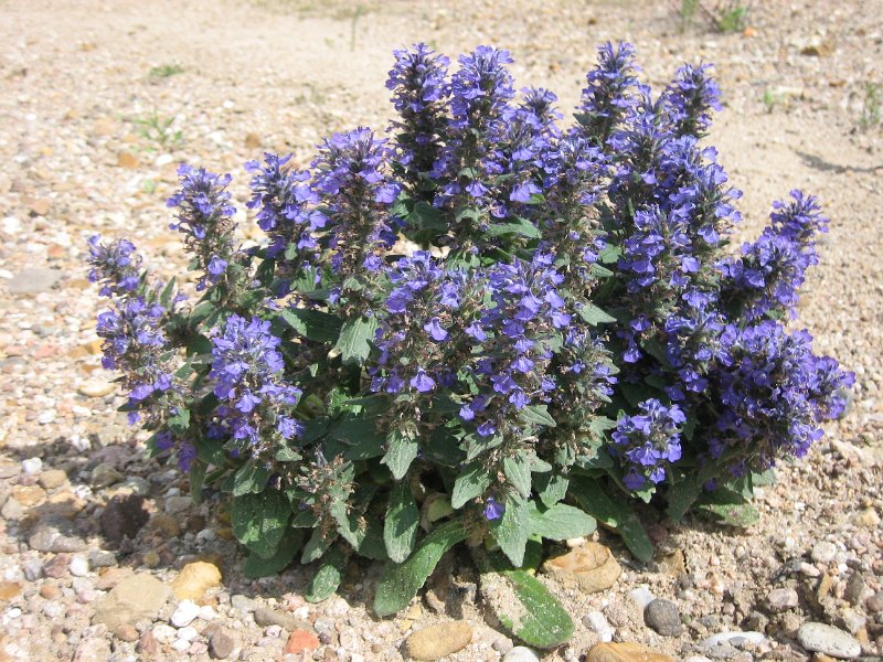 20060530_211_rustje_plant.JPG - Een grote longkruid (?) op ons lunchstrandje.