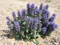 20060530_211_rustje_plant