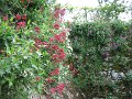 20060602_252_la_Charite_bloemen