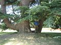 20060613_397_Chaumont_kasteel_Jan_bij_boom
