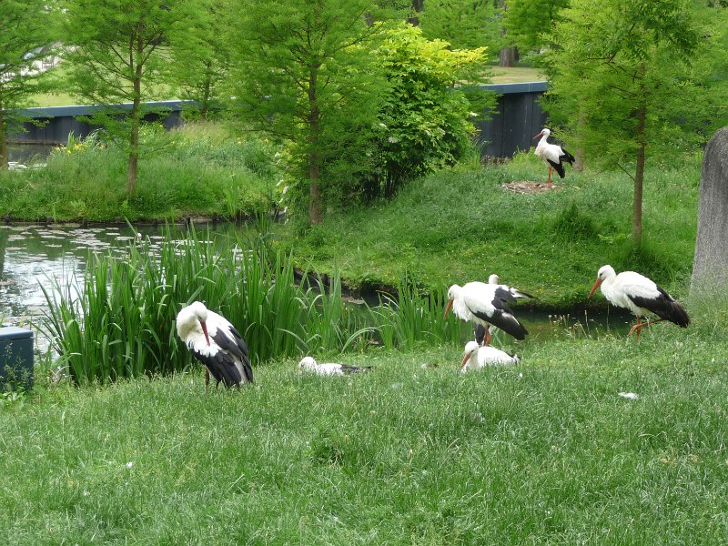 P1080148.JPG - Ooiervaars in kasteeltuin Arcen