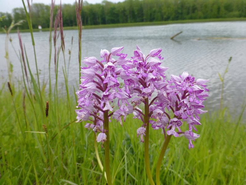 054-NabijÖffingen.JPG - Orchidee bij Offingen. Mannetje of Soldaatje?
