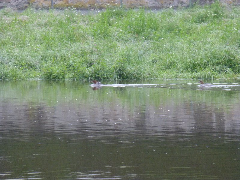 120-Zaagbekken.JPG - Zaagbekken met jong in de regen