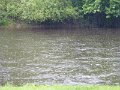 118-RegenIlz