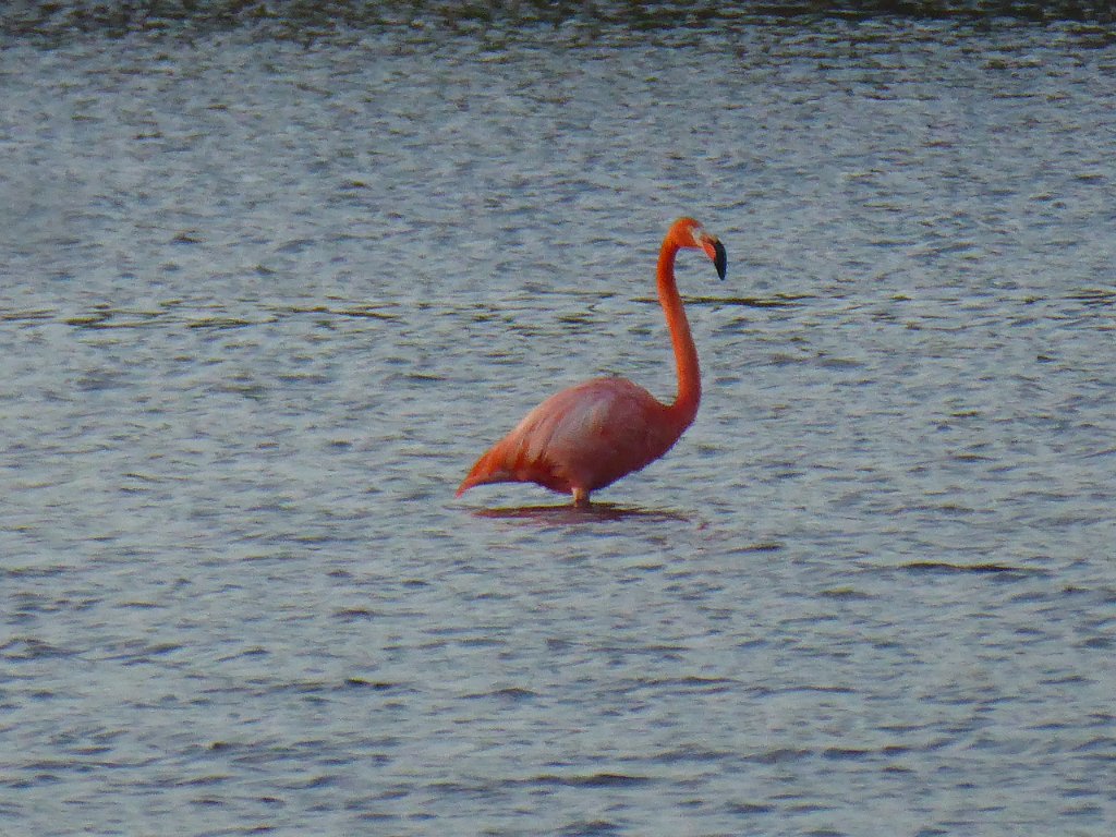 P1030572.JPG - Maximale zoom. Het lijkt net een schilderij!