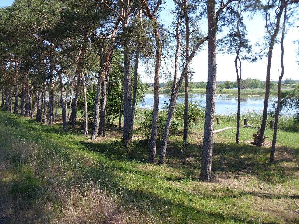 P1050238.JPG - Net als bij ons langs de grote rivieren werd en wordt langs de Elbe veel zand en grint gewonnen. Dan blijven dit soort grintgaten over. Veel ervan zijn natuurgebied, dus geen massatoerisme.