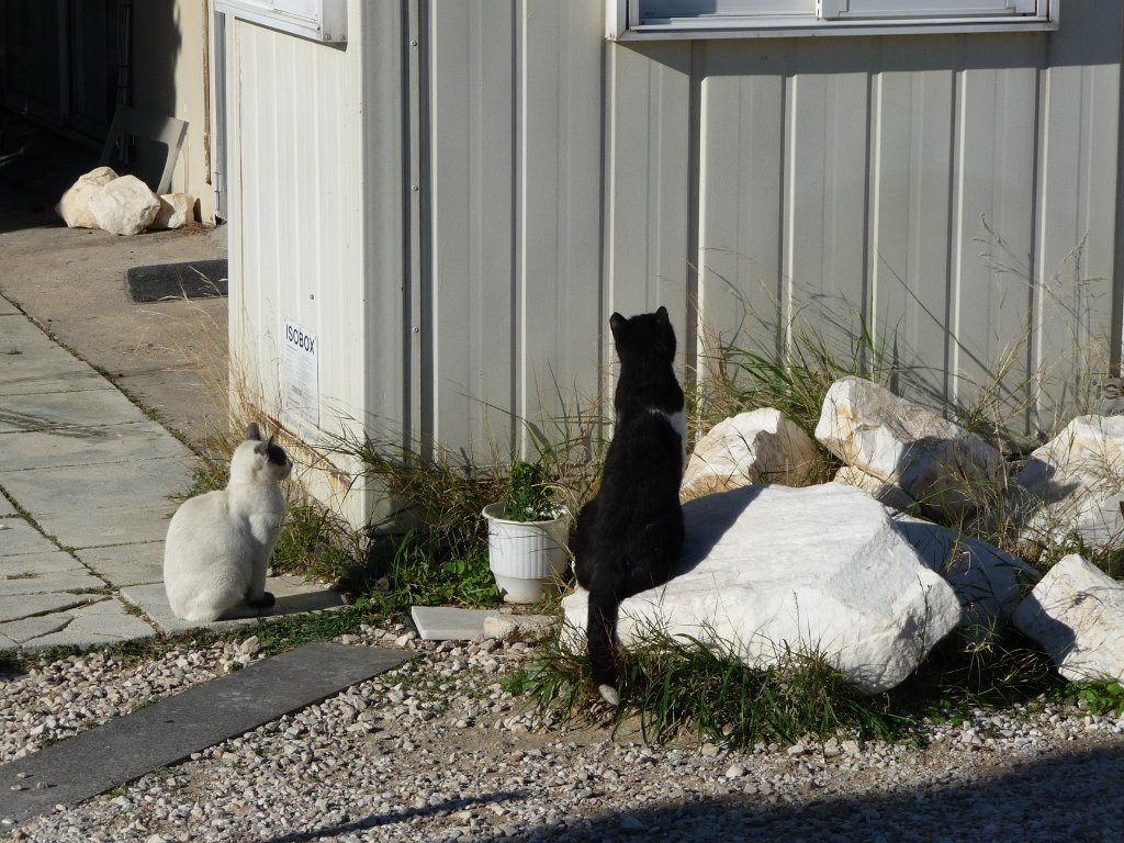 P1040534.JPG - Wat me opviel was het grote aantal zwerfkatten bij het wachthuisje van de oppasser van de restauratie. En ook nog goed doorvoed.