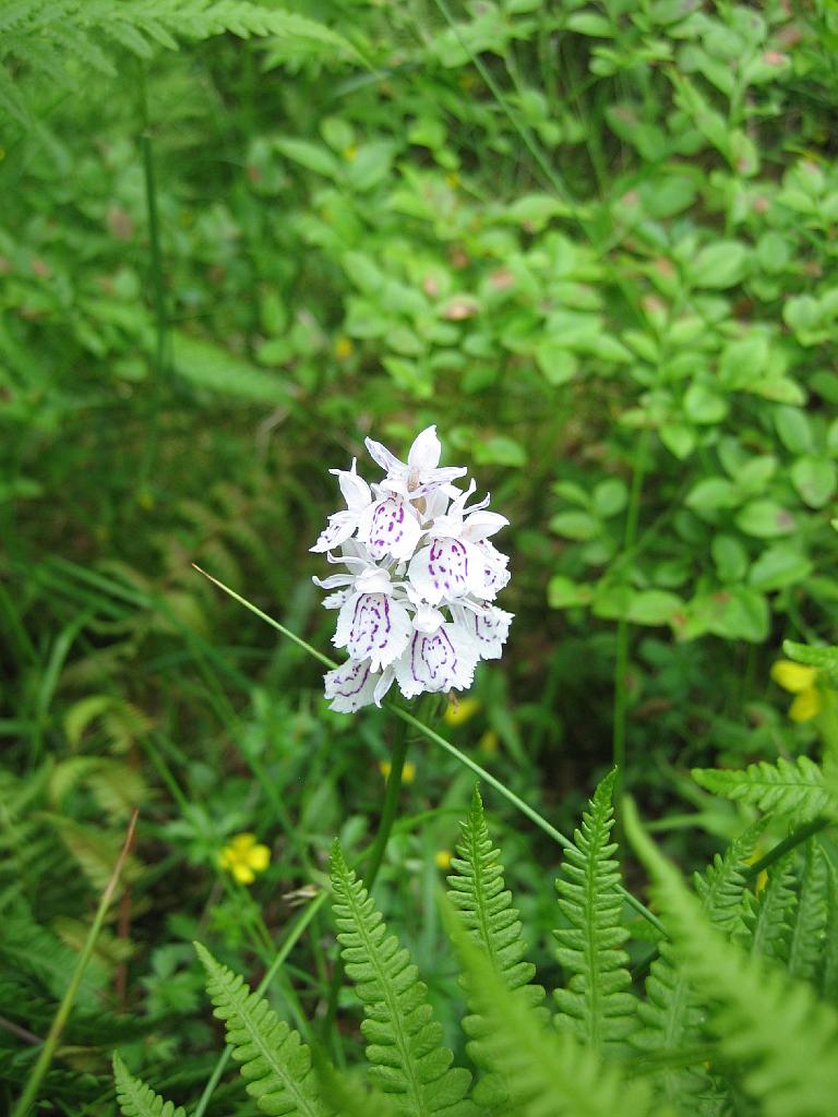 5948_BalestrandOrchidee.jpg - Boven wéér hoogveen en orchideeën.
