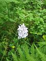 5948_BalestrandOrchidee